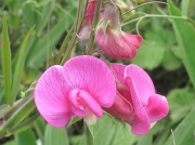 Broad-leaved Everlasting-pea (Lathyrus latifolius)