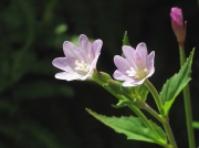 Broad-leaved Willowherb (Epilobium montanum)