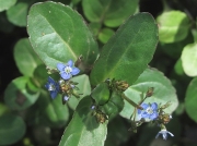 Brooklime (Veronica beccabunga)