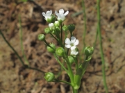 Brookweed (Samolus valerandi)