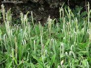 Buck's-horn Plantain (Plantago coronopus)