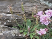 Buck's-horn Plantain (Plantago coronopus)