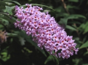 Butterfly-bush or Buddleia (Buddleja davidii)