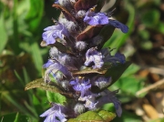 Bugle (Ajuga reptans)