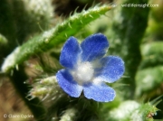 Bugloss (Anchusa arvensis)
