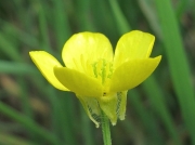 Bulbous Buttercup (Ranunculus bulbosus)