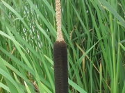 Bulrush or Reedmace (Typha latifolia)