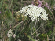 Burnet-saxifrage (Pimpinella saxifraga)