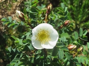 Burnet Rose (Rosa spinosissima)