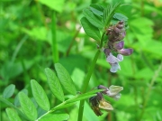 Bush Vetch (Vicia sepium)