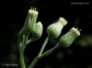 Canadian Fleabane (Conway canadensis)