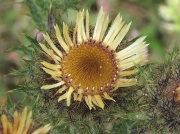 Carline Thistle (Carlina vulgaris)