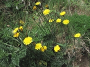 Cat's-ear (Hypochaeris radicata formerly Hypochoeris radicata)