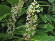 Cherry Laurel