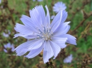 Chicory (Cichorium intybus)