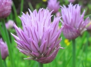 Chives (Allium schoenoprasum)