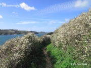 Coastal blackthorn hedgerows between Mawnan Smith and Helford Estuary