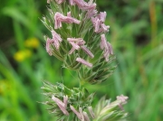 Cock's-foot (Dactylis glomerata)
