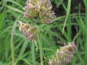 Cock's-foot (Dactylis glomerata)