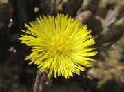 Colt's-foot (Tussilago farfara)