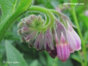 Common Comfrey (Symphytum officinale)