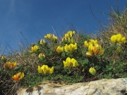 Common Bird's-foot-trefoil (Lotus corniculatus)