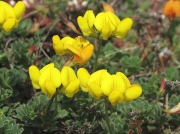 Common Bird's-foot-trefoil (Lotus corniculatus)