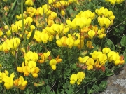 Common Bird's-foot-trefoil (Lotus corniculatus)