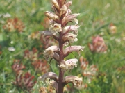 Common Broomrape (Orobanche minor)