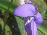 Common Dog-violet (Viola riviniana)