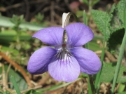 Common Dog-violet (Viola riviniana)