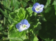 Common Field-speedwell (Veronica persica)