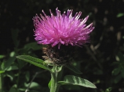 Common Knapweed (Centaurea nigra)