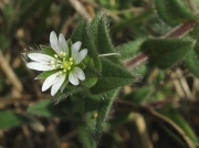 Common Mouse-ear (Cerastium fontanum)
