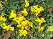 Common Bird's-foot-trefoil (Lotus corniculatus)