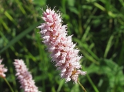 Common Bistort (Persicaria bistorta)