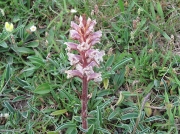 Common Broomrape (Orobanche minor)