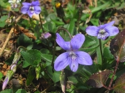 Common Dog-violet