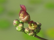 Common Figwort (Scrophularia nodosa)