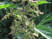 Common Nettle or Stinging Nettle