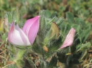 Common Restharrow