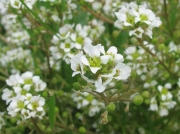 Common Scurvygrass