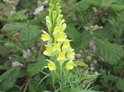 Common Toadflax (Linaria vulgaris)