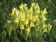 Common Toadflax