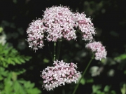 Common Valerian (Valeriana officinalis)