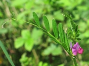 Common Vetch (Vicia sativa)