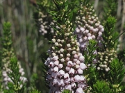 Cornish Heath (Erica vagans)