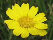 Corn Marigold (Glebionis segetum formerly Chrysanthemum segetum)