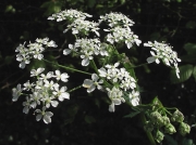Cow Parsley (Anthriscus sylvestris)