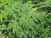 Cow Parsley (Anthriscus sylvestris)